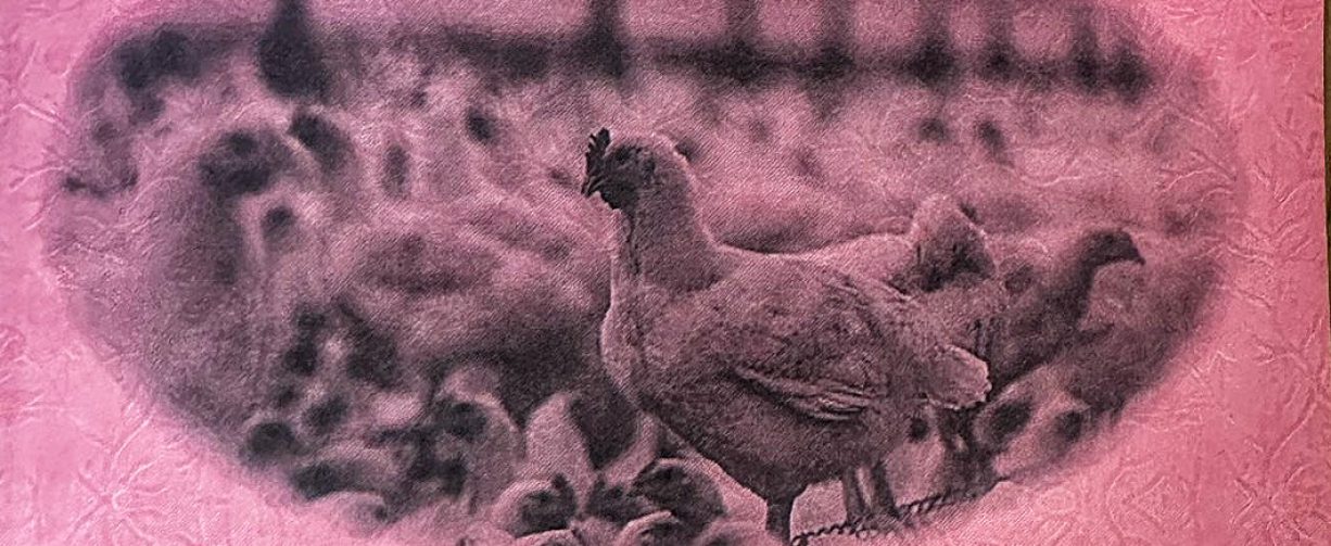 115 年度白肉雞冬季呼吸道疾病防控研習 活動照片
